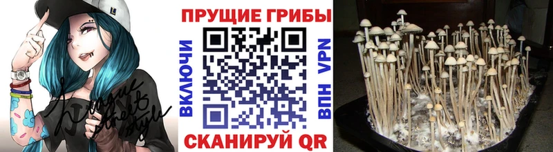 Псилоцибиновые грибы GOLDEN TEACHER  Купить закладки  Брянск 